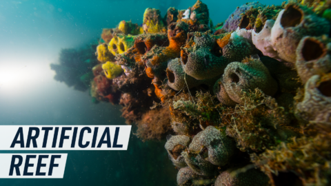 Artificial reefs could be a new climate solution
