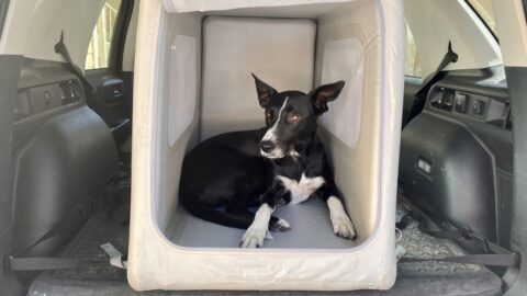 Diggs Enventur review: Durable inflatable dog crate