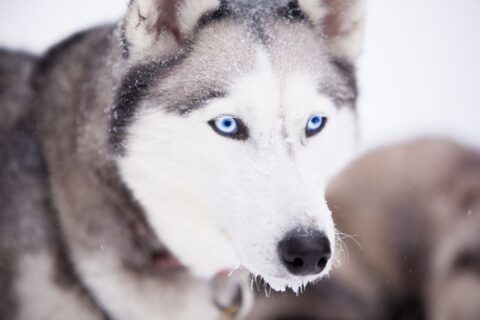 Explore the Best Dog sledding in Ontario: Your Ultimate Guide to Winter Fun and Excitement