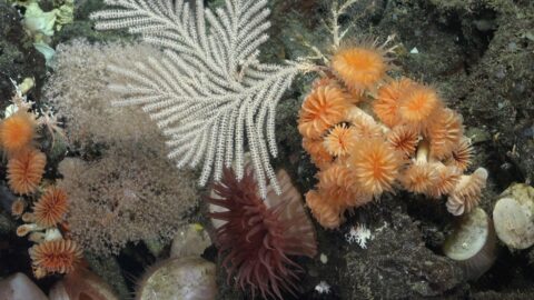 See the newly discovered 1000-year-old deep-sea coral reefs in full color