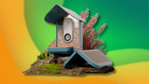 Best bird feeder deal: Get the solar-powered smart Bird Buddy smart feeder for $90 off at Best Buy