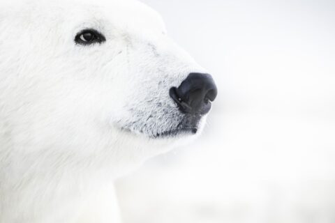 Churchill Wild’s Premier Polar Bear Tours – Face to Face with Arctic Giants