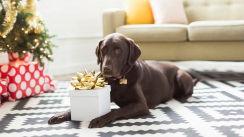 Shop holiday gifts for your pets at CVS