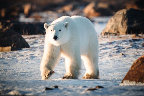 Things to do in Churchill Manitoba in 2024