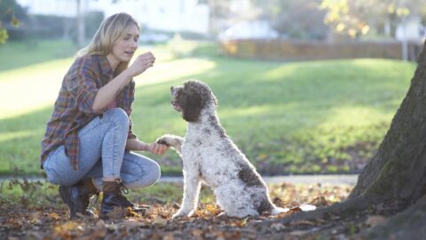 Best puppy and dog training course deal: 92% off