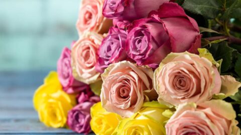 Get 24 farm-picked roses delivered for $49.99