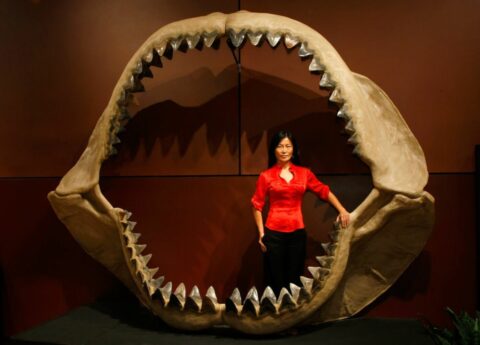 Scientists find megalodon tooth in a really unexpected place