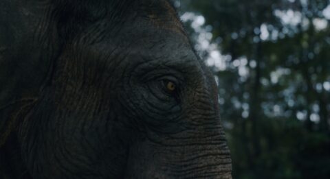 Prime Video’s ‘Poacher’ takes a deep dive into the ivory trade in India