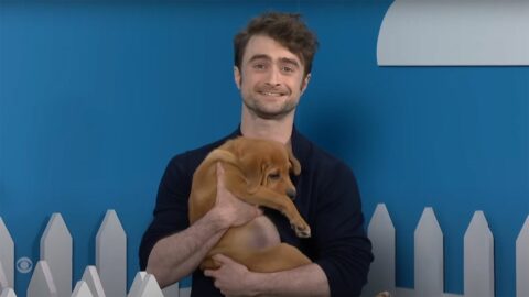 Daniel Radcliffe helping rescue dogs find a new home is adorable viewing