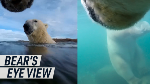 Rare POV footage captures polar bears’s melting habitat