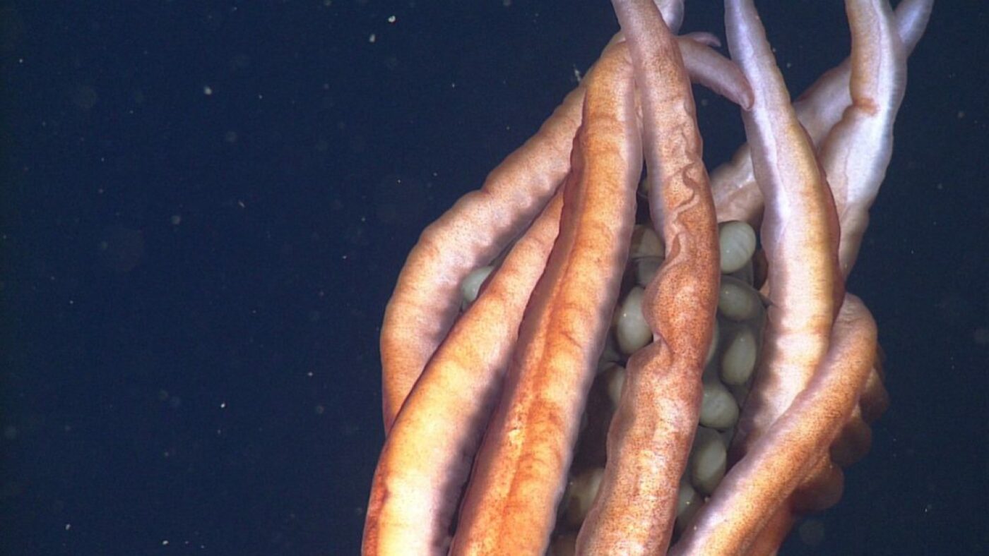 Creature with giant eggs filmed thousands of feet undersea