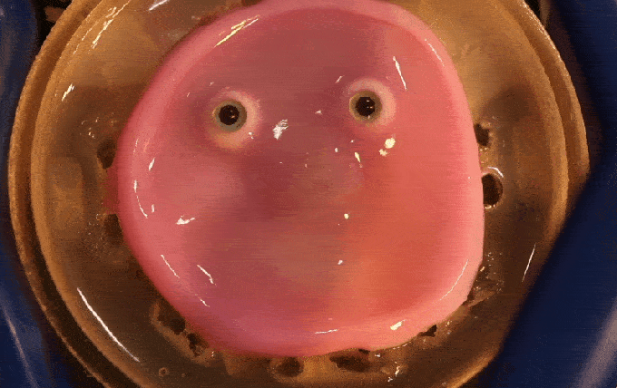 This smiling robot face made of living skin is absolute nightmare fuel